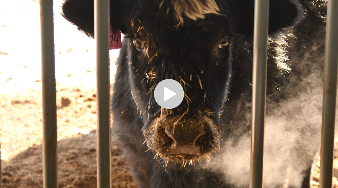 LINK-20220324-cow