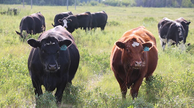 AG-2022-heifer-replacement