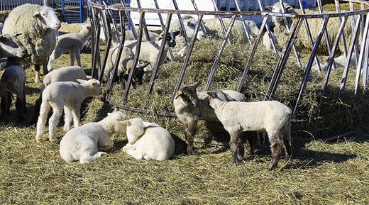 AG-2022-sheep