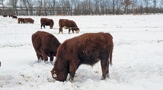 2022-ag-research-swathgrazing