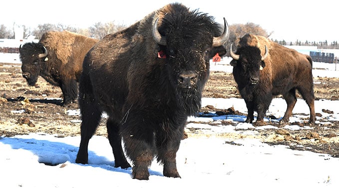 2023_ag_winterbison