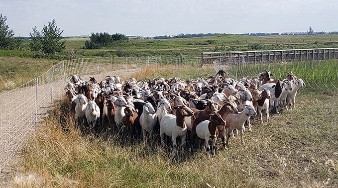 2024-ag-goats-main